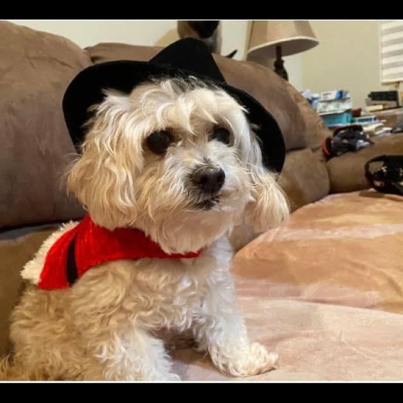 Meet your Posher, Cindy - Picture 3 of 4